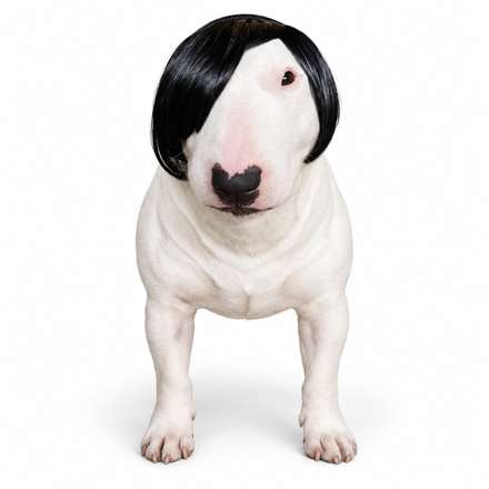 A white bull terrier in a black bob wig